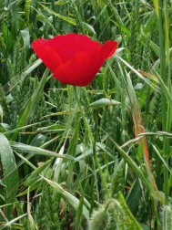 Fotos de la primavera enviadas por los lectores de diariodenavarra.es