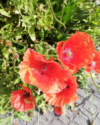 Fotos de la primavera enviadas por los lectores de diariodenavarra.es