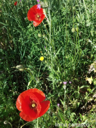 Fotos de la primavera enviadas por los lectores de diariodenavarra.es