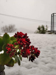 Imágenes de las distintas localidades de Navarra que amanecieron nevadas este martes, 31 de marzo de 2020.