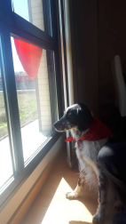 El pañuelo de San Fermín este sábado en todas las ventanas de Navarra. Esa es la idea con la que la capilla de San Fermín hace un llamamiento con motivo del cuarto peldaño de la escalera, este 4 de abril,