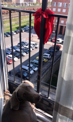 El pañuelo de San Fermín este sábado en todas las ventanas de Navarra. Esa es la idea con la que la capilla de San Fermín hace un llamamiento con motivo del cuarto peldaño de la escalera, este 4 de abril,