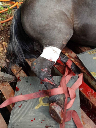 Tras el rescate, el animal pudo caminar sin problemas a pesar de las heridas