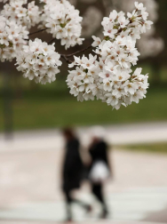 Pese a que la primavera astronómica no comenzará hasta el 20 de marzo, los árboles de los parques y jardines de Pamplona ya lucen sus flores.
