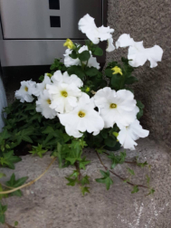 Fotos de la primavera enviadas por los lectores de diariodenavarra.es