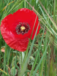 Fotos de la primavera enviadas por los lectores de diariodenavarra.es