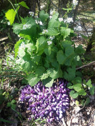 Fotos de la primavera enviadas por los lectores de diariodenavarra.es
