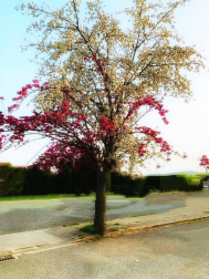 Fotos de la primavera enviadas por los lectores de diariodenavarra.es