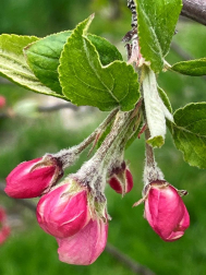 Fotos lectores primavera