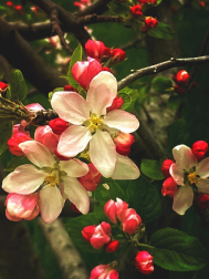 Rojos y blancos primaverales