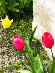 Tulipanes en primavera