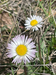 Margaritas primaverales