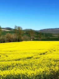 Primavera amarilla en comarca de Pamplona.