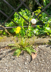 Imágenes de la primavera de los lectores