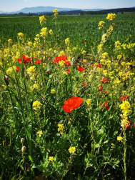 Rojo, amarillo y verde