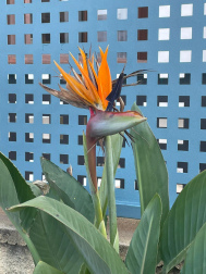 Flor de mayo en el Mediterráneo.