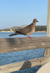 Tomando el sol primaveral.