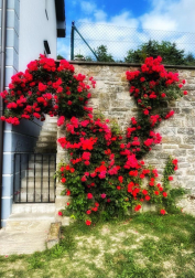 Rosas trepadoras en Ollacarizqueta
