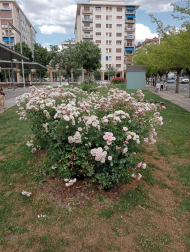 P. Azuelo, San Juan.