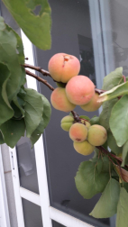 Albaricoques en una maceta.