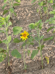 El primer girasol (Tajonar).
