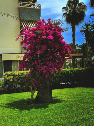 Árboles primaverales a la orilla del mar