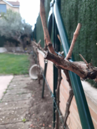Lloran las viñas Mutilva