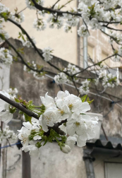 Cerezo en flor en Huarte. /