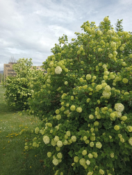 Primavera en Sarriguren.