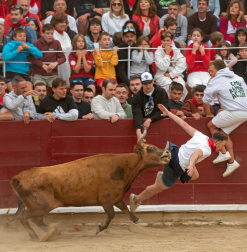Imagen de las vaquillas en las fiestas de Estella./