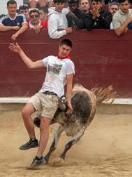 Imagen de las vaquillas en las fiestas de Estella./
