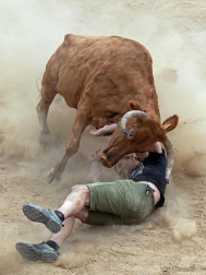 Imagen de las vaquillas en las fiestas de Estella./