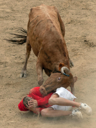 Imagen de las vaquillas en las fiestas de Estella./