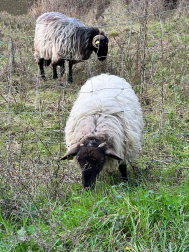Limpiando el monte Ezcaba.