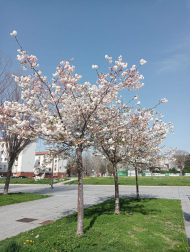 Primavera.