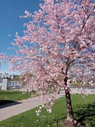 Primavera en Sarriguren.