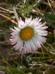 Margarita primaveral. /