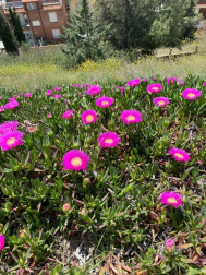 Garza primaveral en la Magdalena