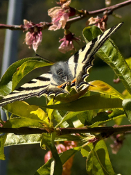 Mariposa primaveral. /