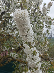 Primavera en Mendaza.