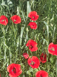 Primavera en Mendaza.