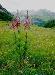 Belleza en los Pirineos.