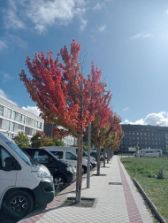 Otoño en Sarriguren.