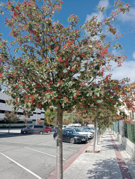 Otoño en Sarriguren.
