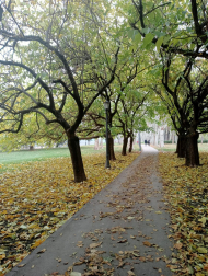 Otoño en la Taconera