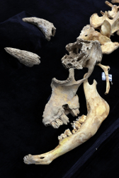 Fotos del esqueleto del bisonte de hace 4.000 años hallado en Urbasa