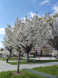 Primavera en el barrio de San Juan de Pamplona