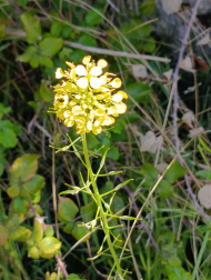 Primavera.