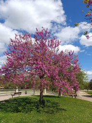 Primavera
