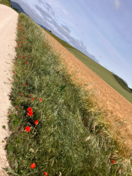 Explosión de amapolas a lo largo del camino. Zolina-Mutilva